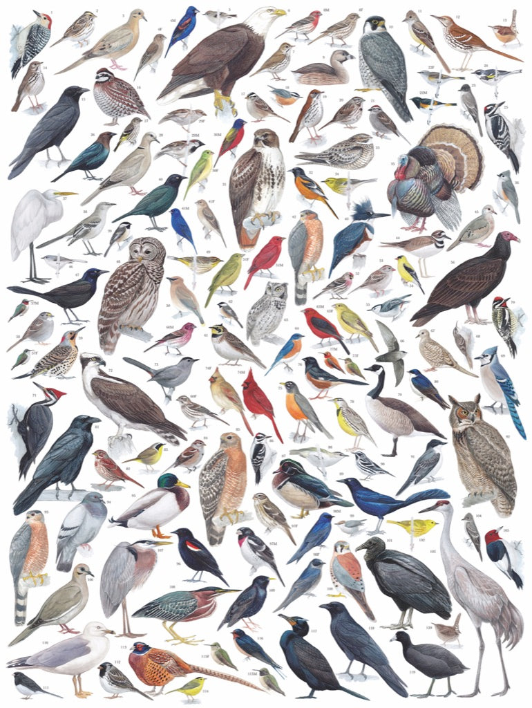 Birds of Eastern/Central North America Image 3