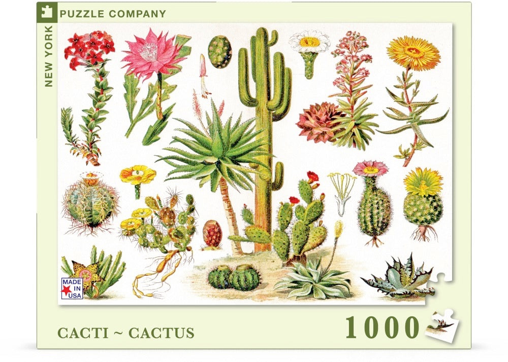 Cacti ~ Cactus Image 2