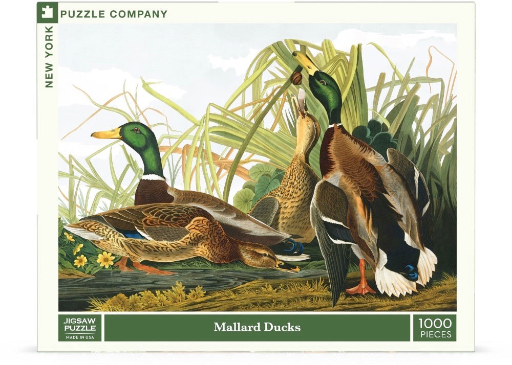 Mallard Ducks Image 2